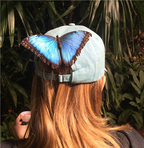 picture of the back of Mrs. Emily when a butterfly landed on her hat